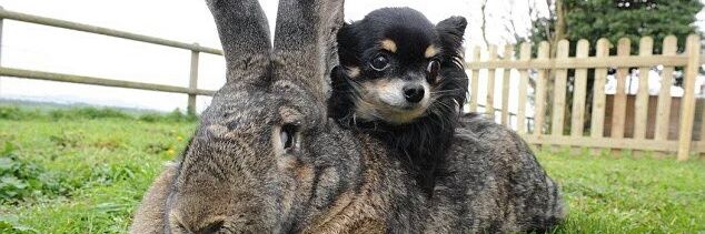 That Irish Hooligan JD Nickson 🇮🇪🇺🇸🇮🇹☘️ banner