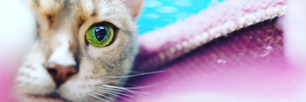 chiilogweb Profile Banner