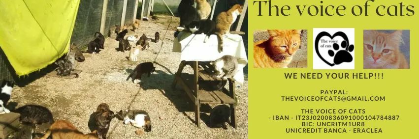 Thevoiceofcats's profile banner image