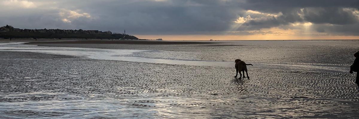 Donna Shoulder banner