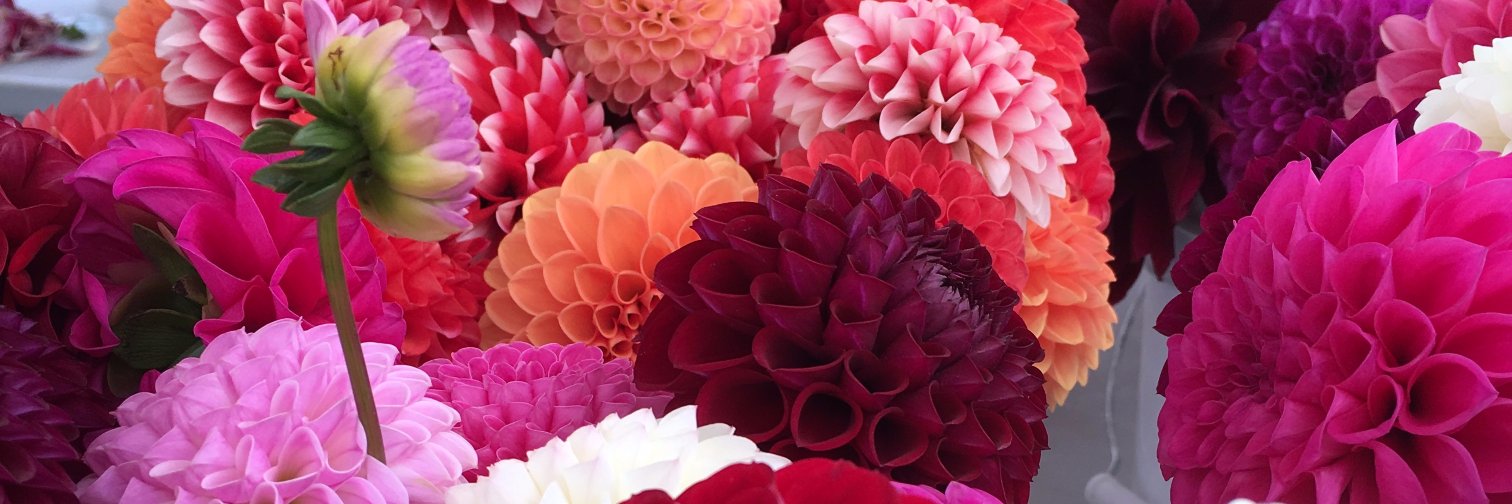 AztecDahlias's profile banner image