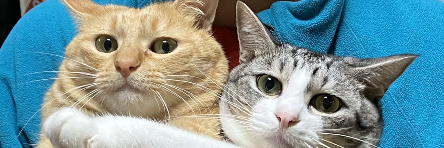 こいもちゃん🐈's banner