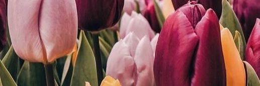 Sarafll_2's profile banner image