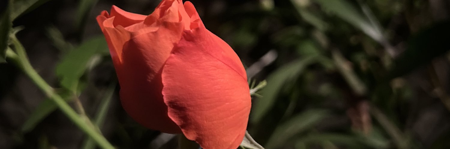 camiiifierro's profile banner image