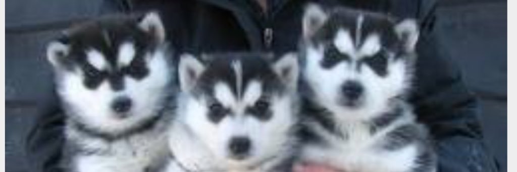 Puppy_Baby00's profile banner image