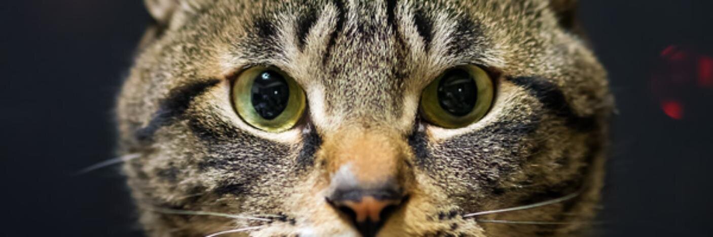 Makoto Takera👾 banner