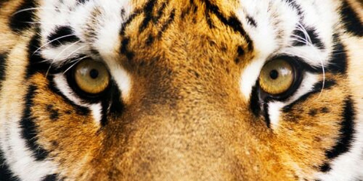 reneepruim's profile banner image