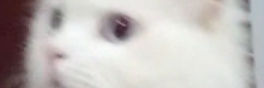 luvlynakamoto's profile banner image