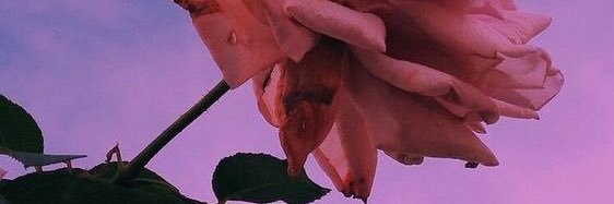 CaroTomicich's profile banner image