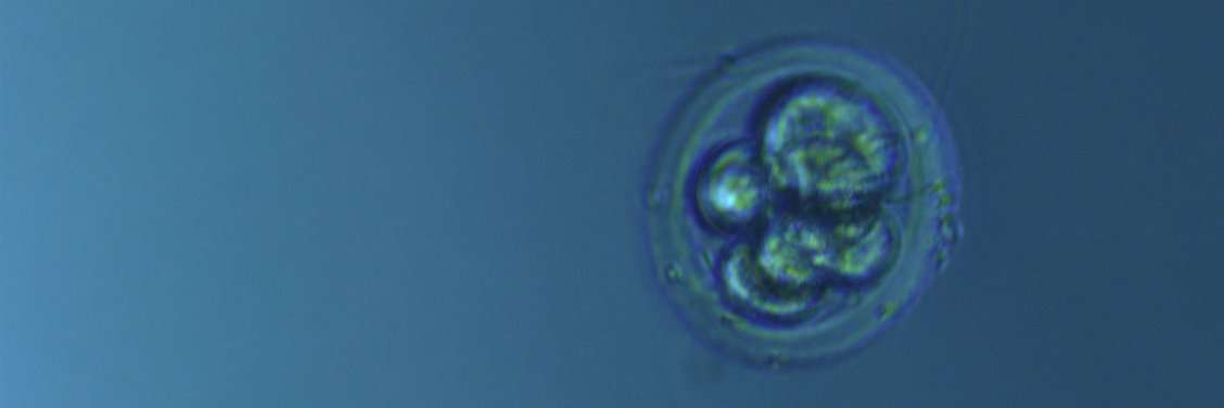 W.David Weber banner