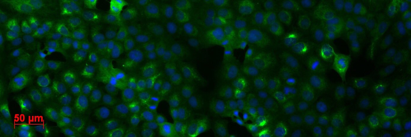 Isaac Vidal, MSc🔬🧬🧫 banner