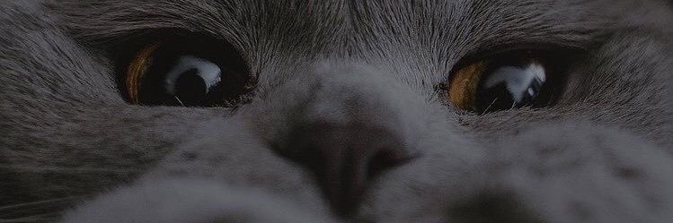 melisozdinc's profile banner image