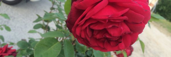 G8Athe2408 Profile Banner