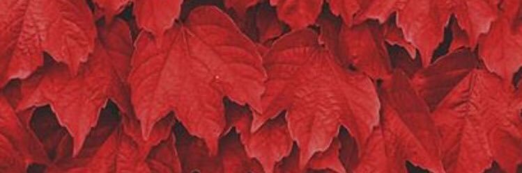 SoDichi's profile banner image