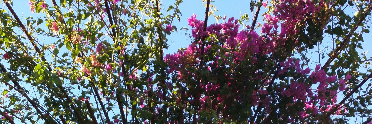 gScottCal's profile banner image