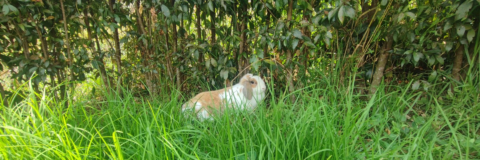 ~Sonia 🐻rio~ banner