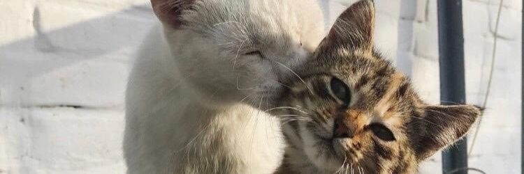 9_Alicia_8's profile banner image