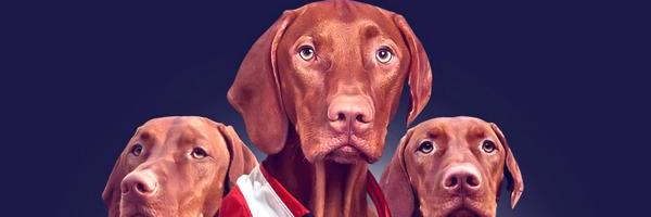 Perino Vizsla Fan Club banner