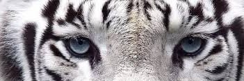 The_oCynical's profile banner image