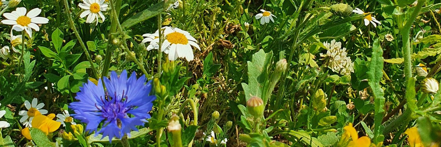 Sara_Broadbent's profile banner image