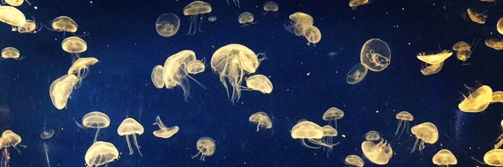 katlynwright_'s profile banner image