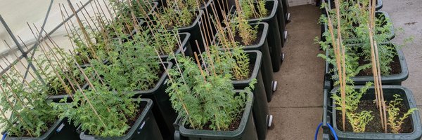 DronNicole Profile Banner