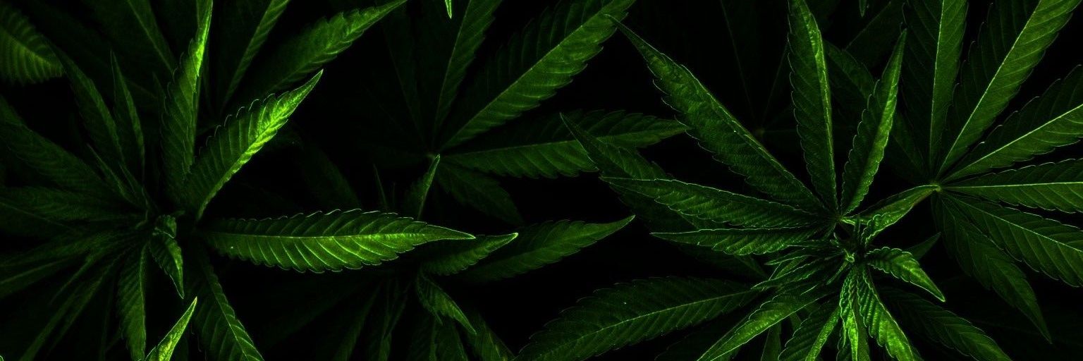 ZootedZone's profile banner image