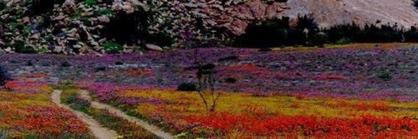 HanlieSmuts Profile Banner