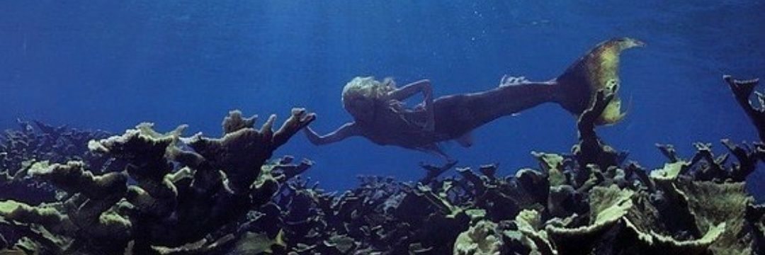 Rodriga 🏳️‍🌈 banner