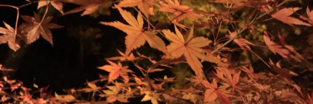 yuji1101's profile banner image