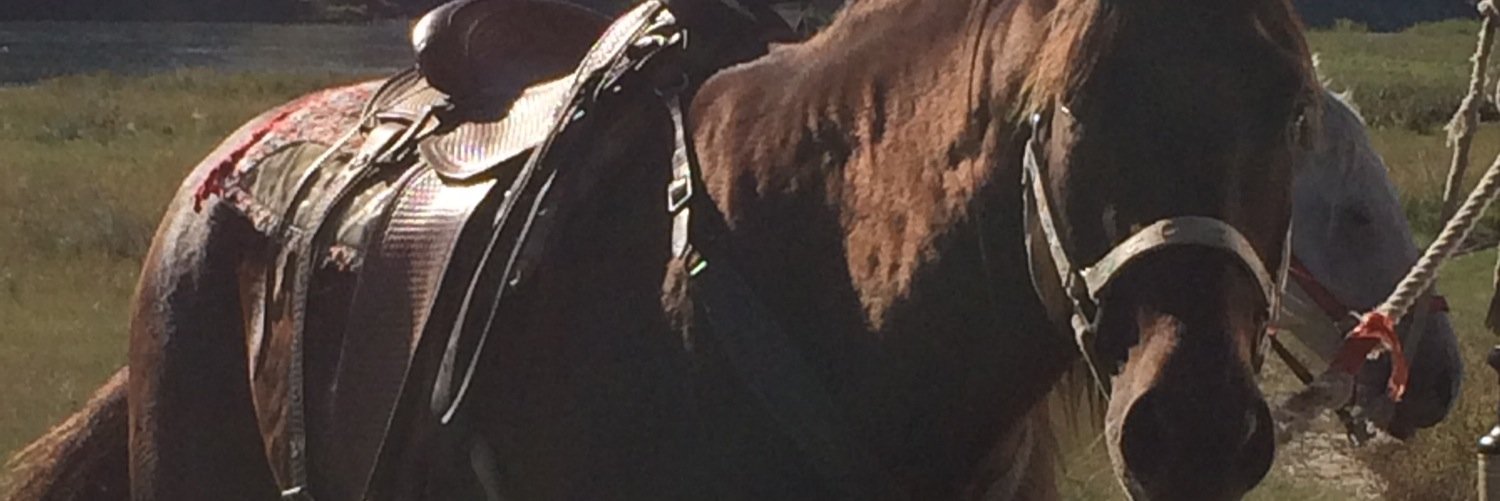 Shawnabronco's profile banner image