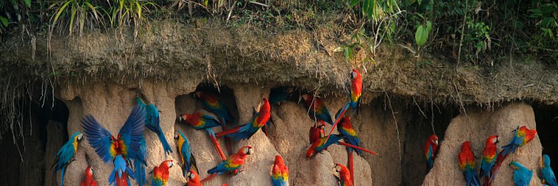 свободу попугаям🦜 banner