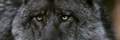 Couldbe Mightbe banner