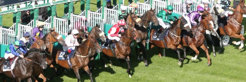 Equine MediRecord (EMR) banner