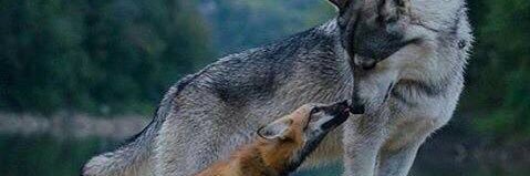 TerminalFoxx's profile banner image
