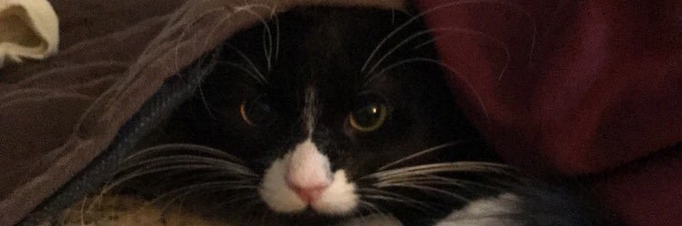 Kaylie_Asch's profile banner image