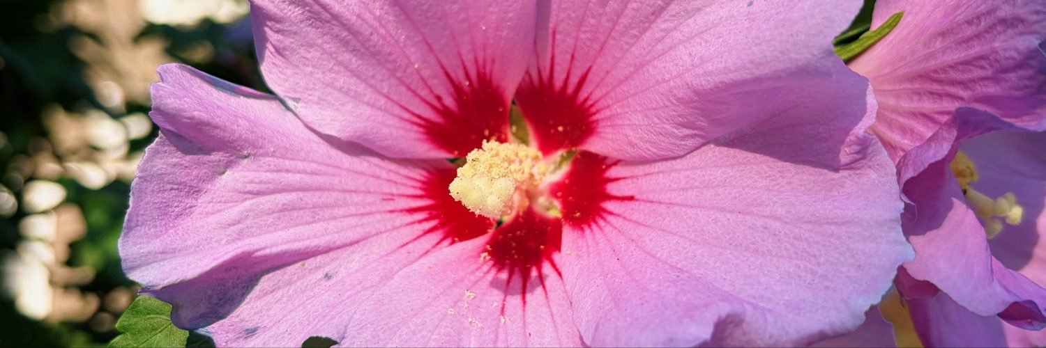 skylarhowe's profile banner image