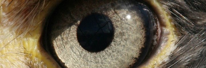 webdabadoo's profile banner image