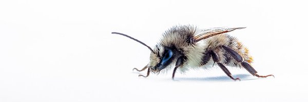 NatureBftB Profile Banner