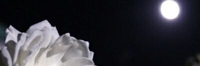 xMermxid_'s profile banner image