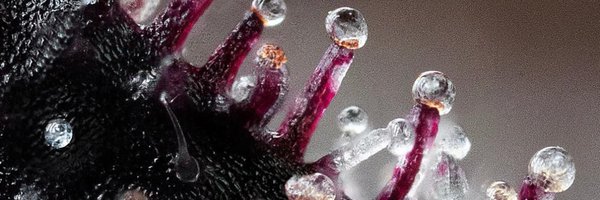 JavierHasse Profile Banner