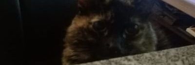 catsaurio31's profile banner image