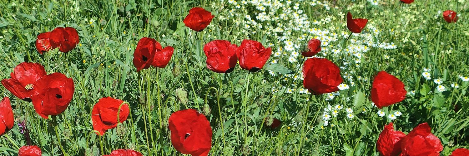 HalimeKulekci's profile banner image