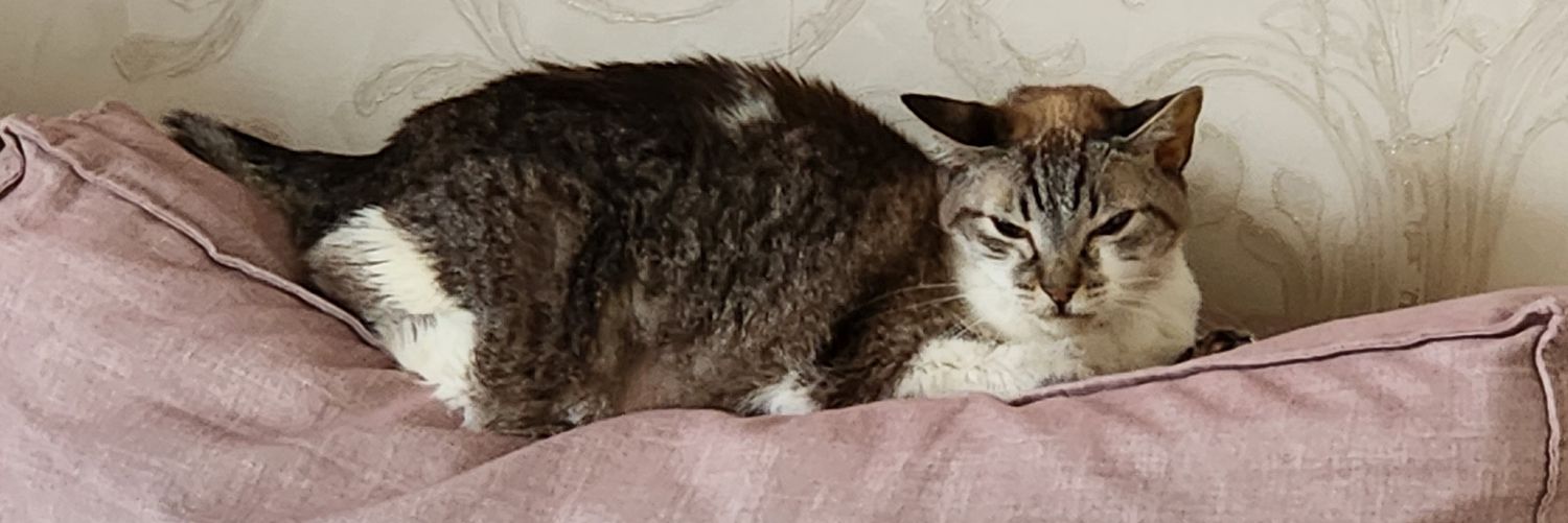Slodera's profile banner image