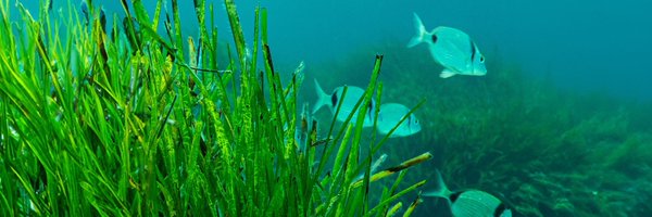 OneOceanFound Profile Banner