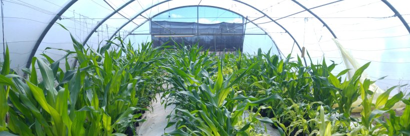 Fusarium Lab banner