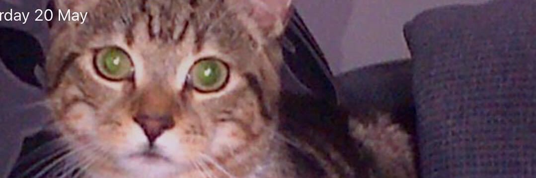 kelcat82's profile banner image