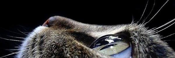 Miki_Kinaj's profile banner image