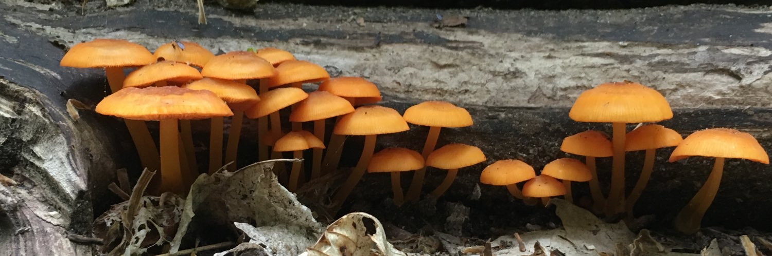 Natalie Rumball banner