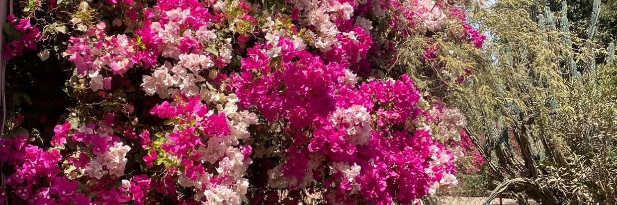 Fernanda Castro🌸 banner